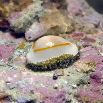 Money Cowrie (Monetaria annulus)