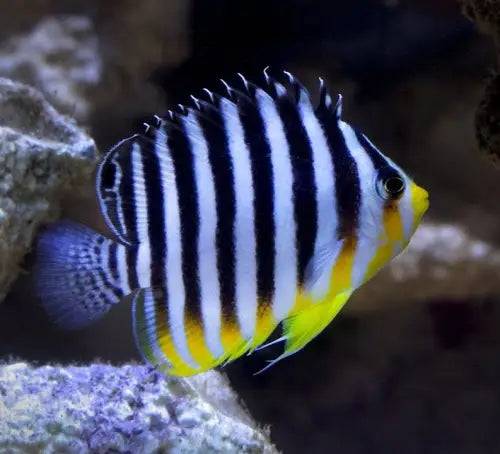 Multibar Angelfish (Paracentropyge multifasciata)