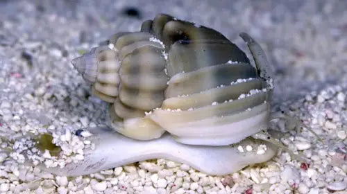 Nassarius grephiterus