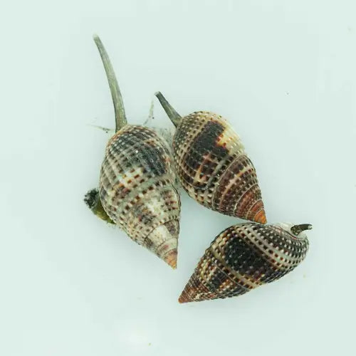 Nassarius Vibex