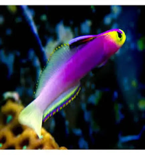 Nemateleotris helfrichi