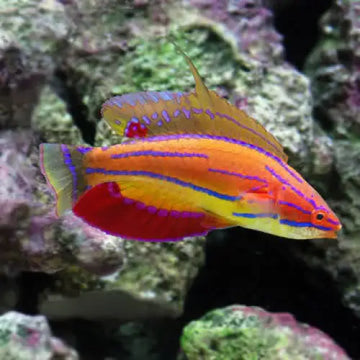 Paracheilinus mccoskeri