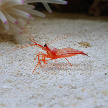 Peppermint Shrimp (Lysmata Wurdemanni)
