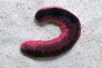 Pink Cucumber (Holothuria edulis)