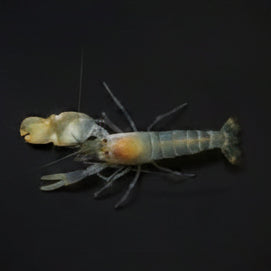 Pistolshrimp (Alpheus sp.)