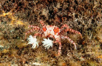 Pom Pom Crab (Lybia Tesselata)