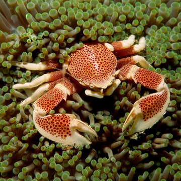 Porcelain Anemone crab (Neopetrolisthes maculatus)