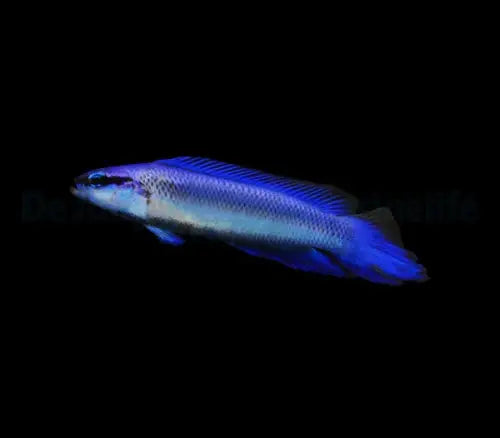 Pseudochromis indigo (Tank bread)