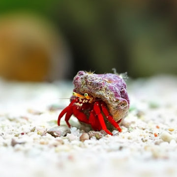 Red Leg Hermit Crab (Paguristes cadenati)