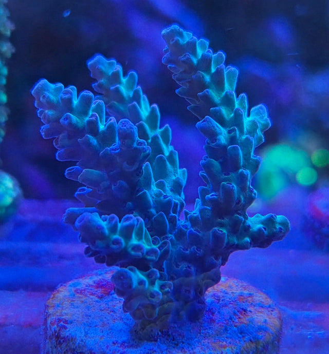 Acropora