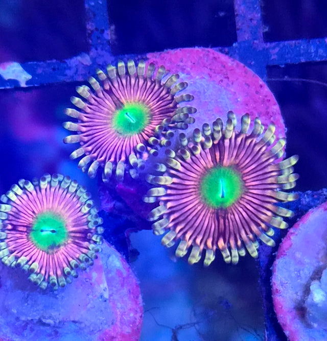 Zoanthus "Pink Flamingo"