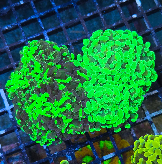 Euphyllia paraancora "Green Duo" (Fimbriaphyllia)