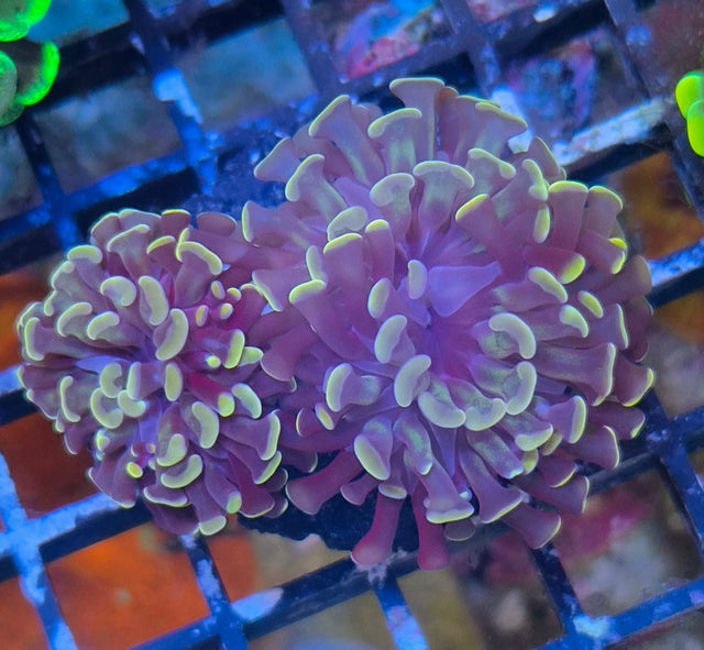 Euphyllia paraancora "Copper Orange" (Fimbriaphyllia)