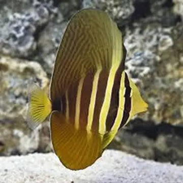 Sailfin Tang (Zebrasoma veliferum) S-koko