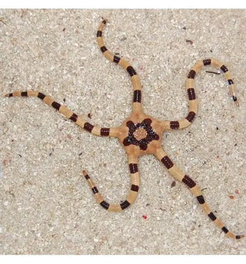 Serpent Starfish - Tiger (Ophiolepis superba)