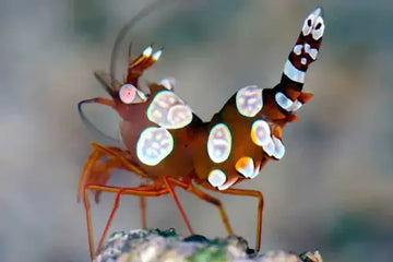Sexy Shrimp (Thor amboinensis)