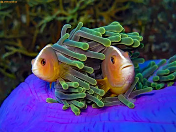 Skunk Anemonefish (Amphiprion akallopisos)