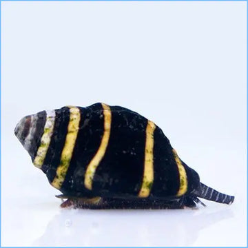 Snail - Bumble Bee (Engina mendicaria)