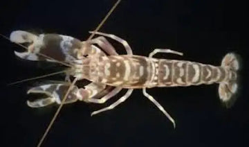Stonogobiops nematodes + Alpheus bellulus