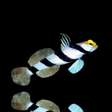 Stonogobiops xanthorhinica + Alpheus bellulus