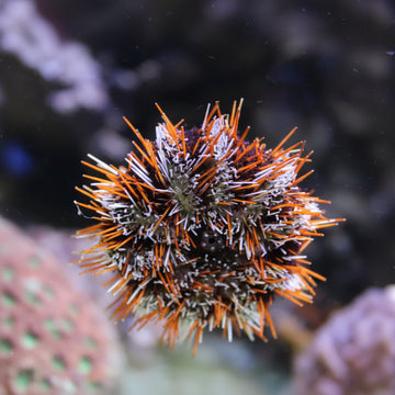 Striped sea urchin (Tripneustes gratilla)