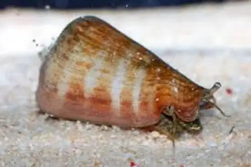Strombus spp.