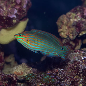 Tailspot Wrasse (Halichoeres melanurus)