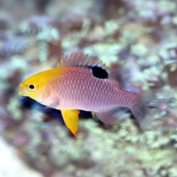Talbot’s Damsel (Chrysiptera talboti)