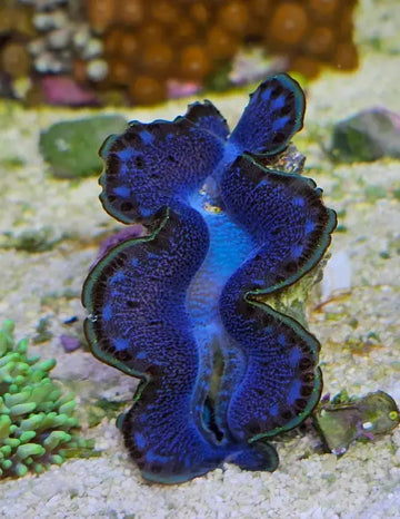 Tridacna Maxima Blue 6cm