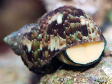 Turbo Brunneus