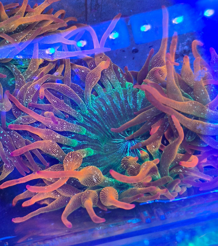 WYSIWYG Bubble-tip anemone (Entacmaea quadricolor) premium