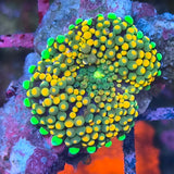 Ricordea florida "Orange Green"