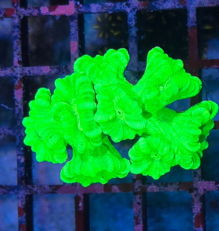Caulastrea Curvata - Candycane Coral "Toxic Green"