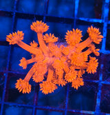 Goniopora "Red"