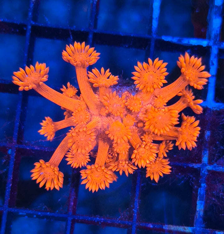 Goniopora sp. – Flowerpot Coral Red (ULTRA)