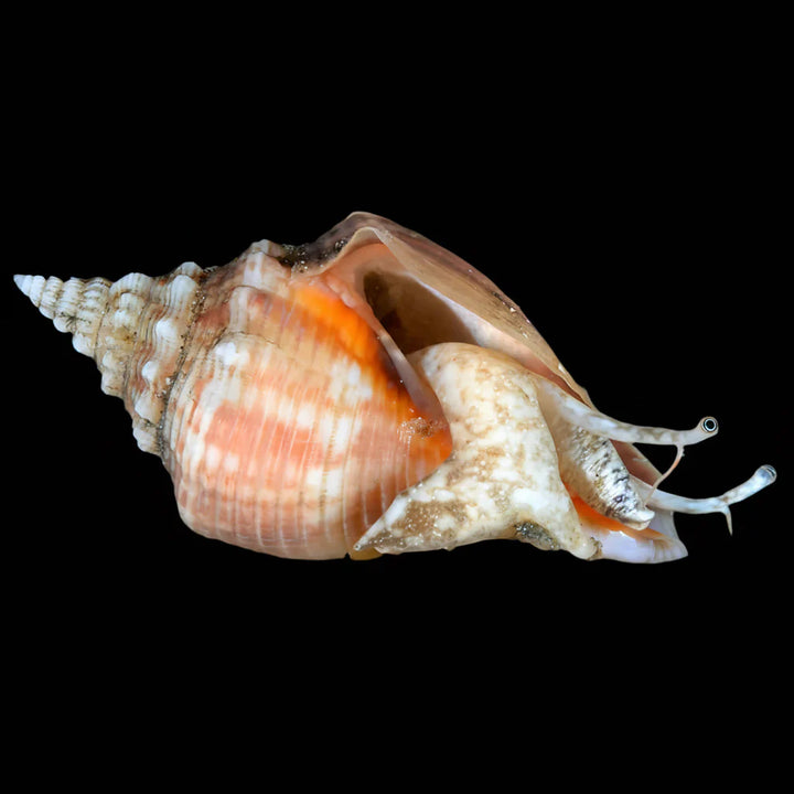 Sand Sifting Conch Snail (Strombus spp.)
