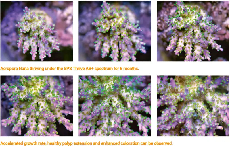 Maxspect Jump LED MJ-L260 (63W)