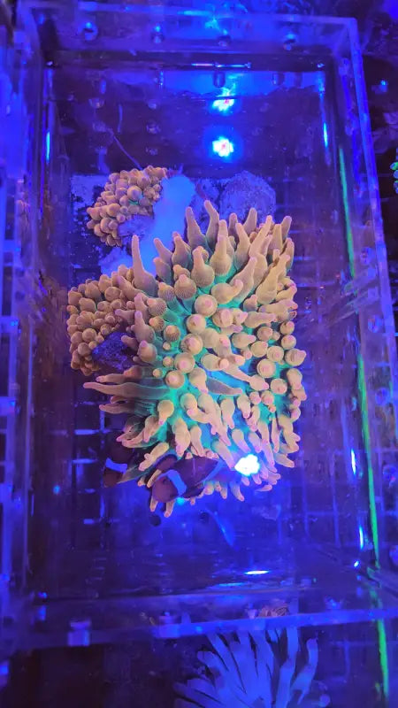A. Ocellaris kuteva pariskunta + vuokko