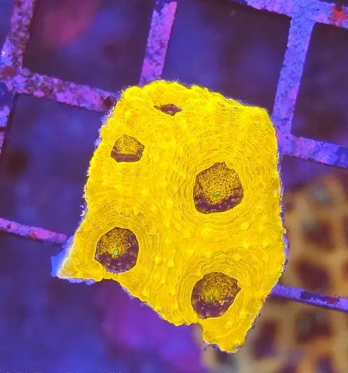 Acanthastrea echinata ’Gold rush’