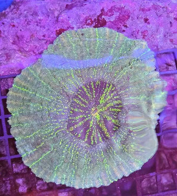 Acanthophyllia deshayesiana (meat coral) XL