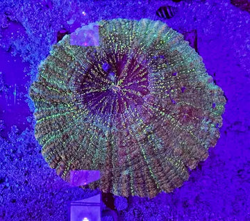 Acanthophyllia deshayesiana (meat coral) XL