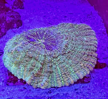 Acanthophyllia deshayesiana (meat coral) XL