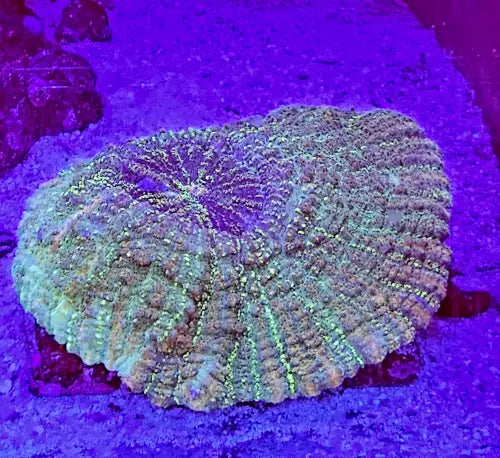 Acanthophyllia deshayesiana (meat coral) XL