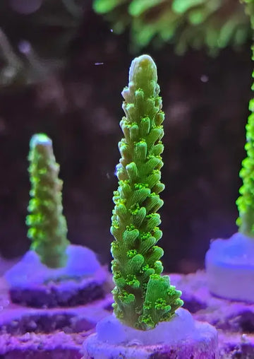 Acropora Bali Green Slimer