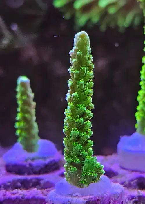 Acropora Bali Green Slimer