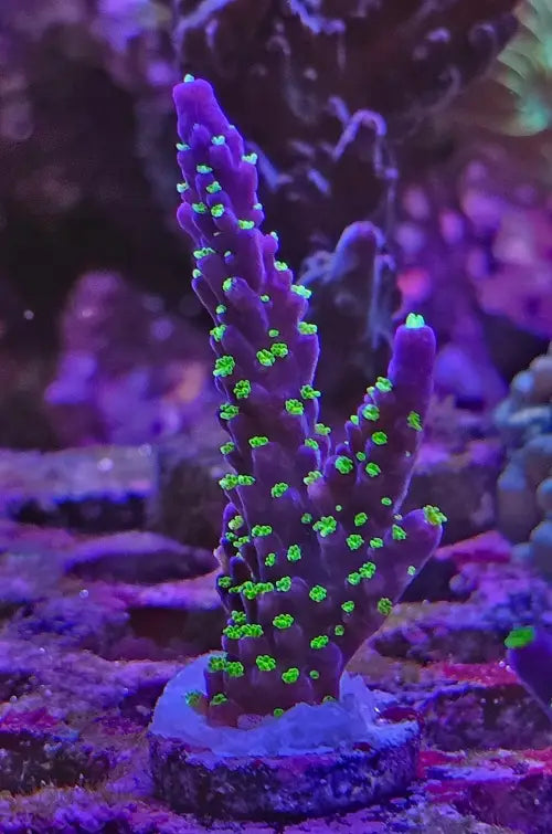Acropora Bali tricolor