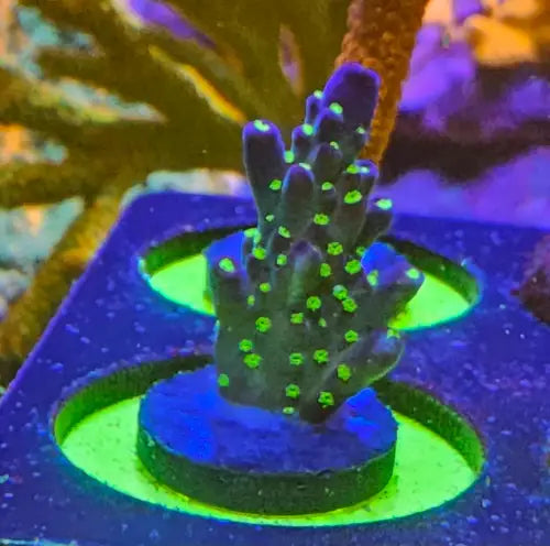 Acropora ’Bali Tricolor’
