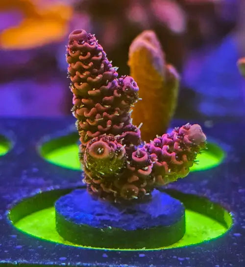 Acropora Millepora Pink