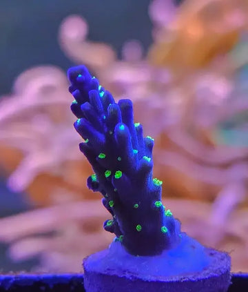 Acropora sp. ’Bali tricolor’