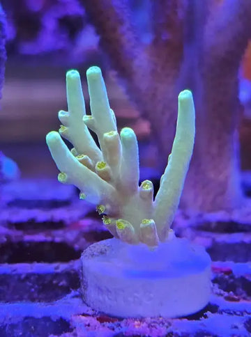 Acropora suharsonoi ’Forssan kulta’